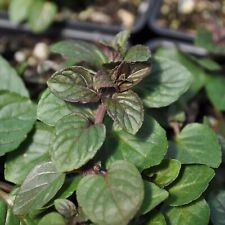 Black peppermint mint for sale  GLASGOW