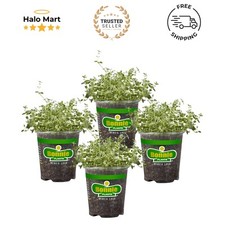 Outdoor english thyme for sale  Dayton