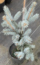 Picea pungens blue for sale  Mount Pleasant