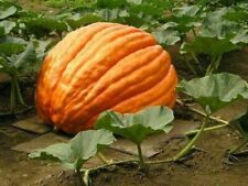 Graines courge grosse d'occasion  Expédié en France