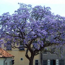 Pianta paulownia tomentosa usato  Torre Canavese