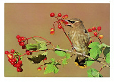 Postcard animals birds for sale  Tonawanda