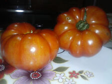 POMODORO COSTOLUTO, VAVARIETà GIGANTE, INSALATA, SEMI,SEEDS TOMATO comprar usado  Enviando para Brazil