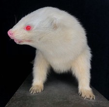 Albino frettchen iltis gebraucht kaufen  Belzig