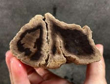 Saddle mountain petrified for sale  Fountain Valley