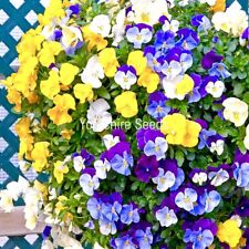 30x pansy trailing for sale  DEWSBURY