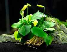 Anubias nana live for sale  STEVENAGE