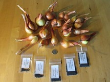 Yellow potato onion for sale  Reading