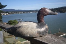 Canvasback drake high for sale  Lincoln City