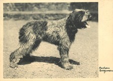 Bergame shepherd dog d'occasion  Expédié en Belgium