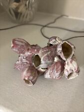 Ocean purple barnacle for sale  Aransas Pass