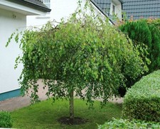 Betula pendula youngii gebraucht kaufen  Lastrup