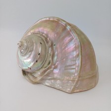 Huge turbo marmoratus for sale  YORK