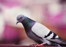 Pigeon living room for sale  SELBY