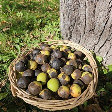 Black walnuts black for sale  Federal Dam