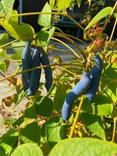 blaugurke gebraucht kaufen blaugurke gebraucht kaufen Dillingen a.d.Donau