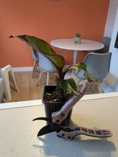 Ensete maurelii red for sale  BURY