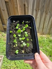 Anthurium open pollinated for sale  Bellevue