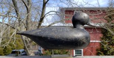 blue bill duck decoys for sale blue bill duck decoys for sale Southampton