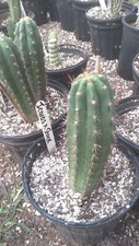 Echinopsis cactus icaro for sale  Monticello