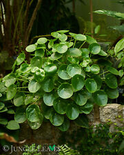 Pilea peperomioides chinesiche gebraucht kaufen  Herten