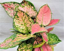 Aglaonema wishes aglaonema for sale  Reseda