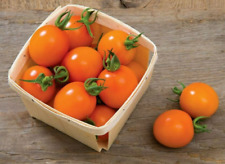Clementine cherry tomato for sale  FERRYHILL