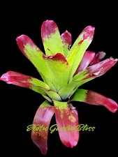 bromeliad plant for sale bromeliad plant for sale USA