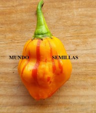 Pimiento tigre - chili picante , chile, capsicum 20 semillas - seeds comprar usado  Enviando para Brazil