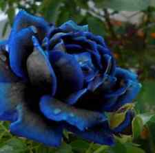 Black blue rose for sale  BRISTOL