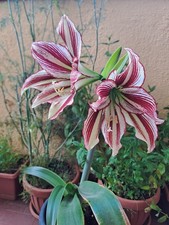 Hippeastrum stella papilio usato Hippeastrum stella papilio usato  Bagnoregio