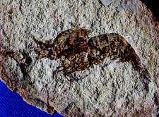Crevette fossile cr4at d'occasion  La Roche-sur-Yon