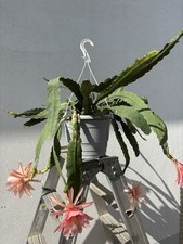 Argus epiphyllum epicactus gebraucht kaufen  Kelkheim