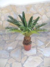 Cycas revoluta belle d'occasion  Expédié en France