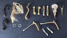 Taxidermy skeleton for sale  LITTLEHAMPTON