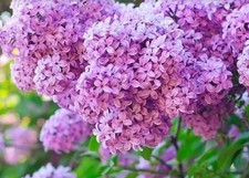 lavender trees for sale lavender trees for sale COLCHESTER