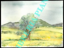 Acquerello buggiani albero usato  Italia