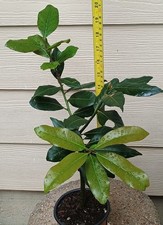 Organic bay leaf for sale  Kilgore