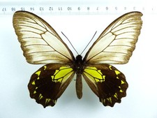 Entomologie schmetterling troi gebraucht kaufen  Haibach