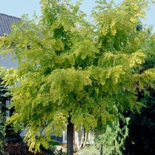 Robinia pseudoacacia frisia for sale  SOUTHAMPTON