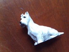 Westie dog royal for sale  WORCESTER