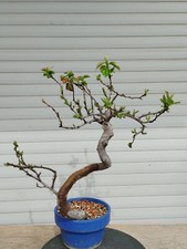Bonsai pseudocydonia sinensis usato  Spedire a Italy