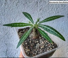 dorstenia for sale dorstenia for sale NOTTINGHAM