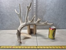 Point farm whitetail for sale  Valley City