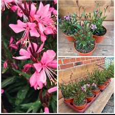 Stk prachtkerze gaura gebraucht kaufen  Marienhafe
