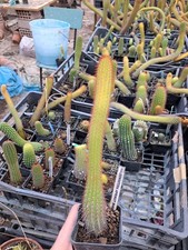 Hildewintera plant rare usato Hildewintera plant rare usato  San Marco Evangelista