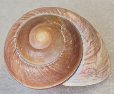 Ryssota ovum large for sale  NEWPORT