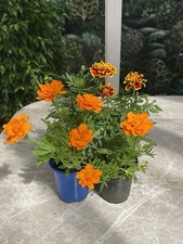 Marigold bedding plants for sale  LONDON