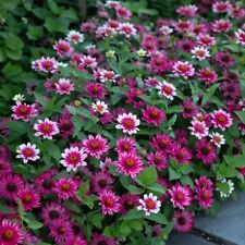 100 profusion cherry for sale  Spring City