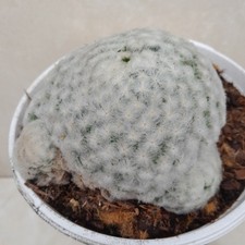 Mammillaria plumosa cactus d'occasion  Loches